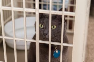 IRIS Multi-Level Cat Condo / Cage