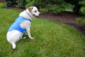 best cooling jacket for dogs