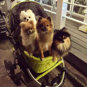 pomeranian stroller