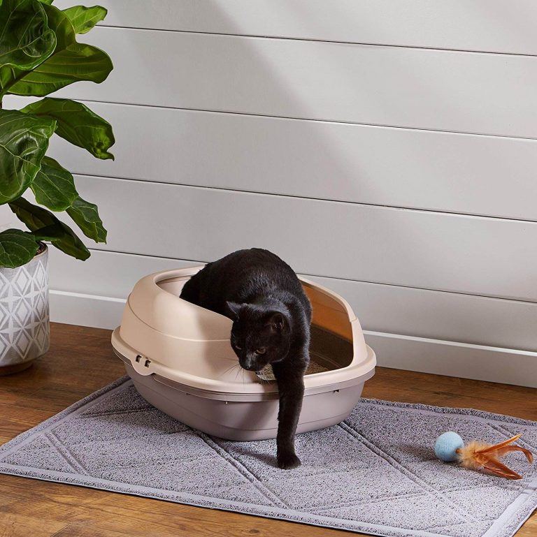 The Best Top Entry Cat Litter Boxes in 2023 PawGearLab