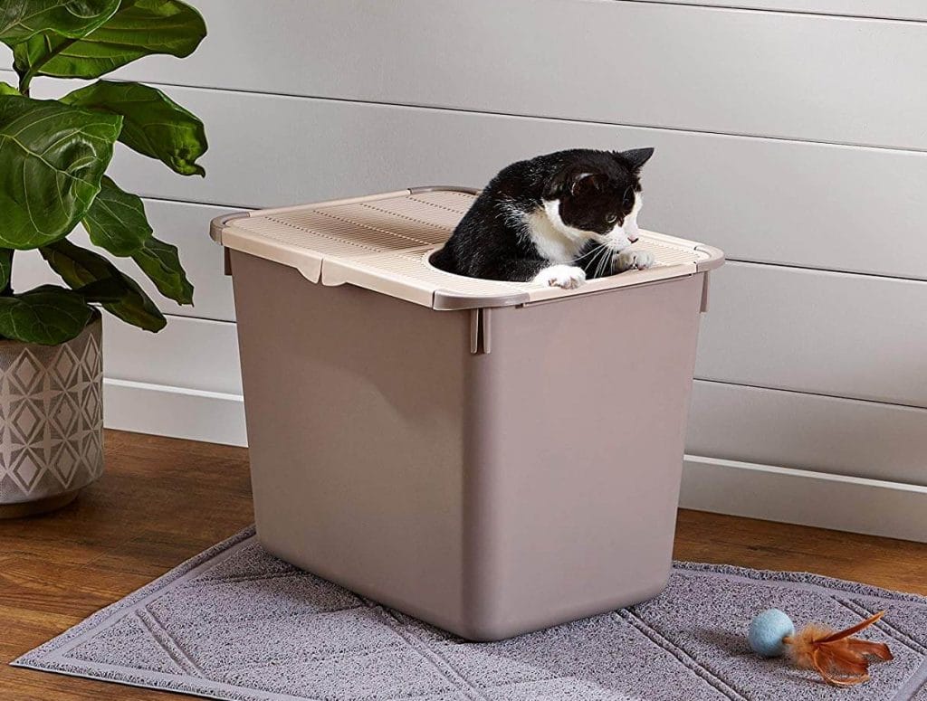 The Best Top Entry Cat Litter Boxes in 2023 PawGearLab