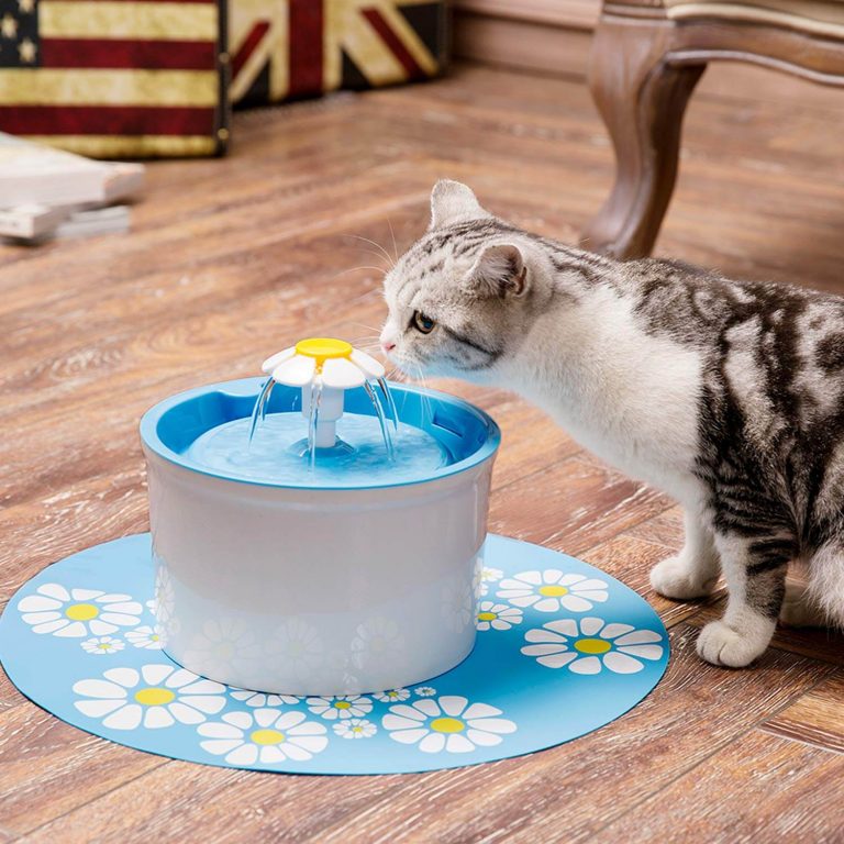 The Best Cat Water Fountains in 2023 PawGearLab
