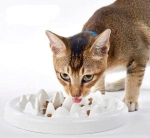 The Best Slow Feed Bowls For Dogs And Cats In 2020 Pawgearlab