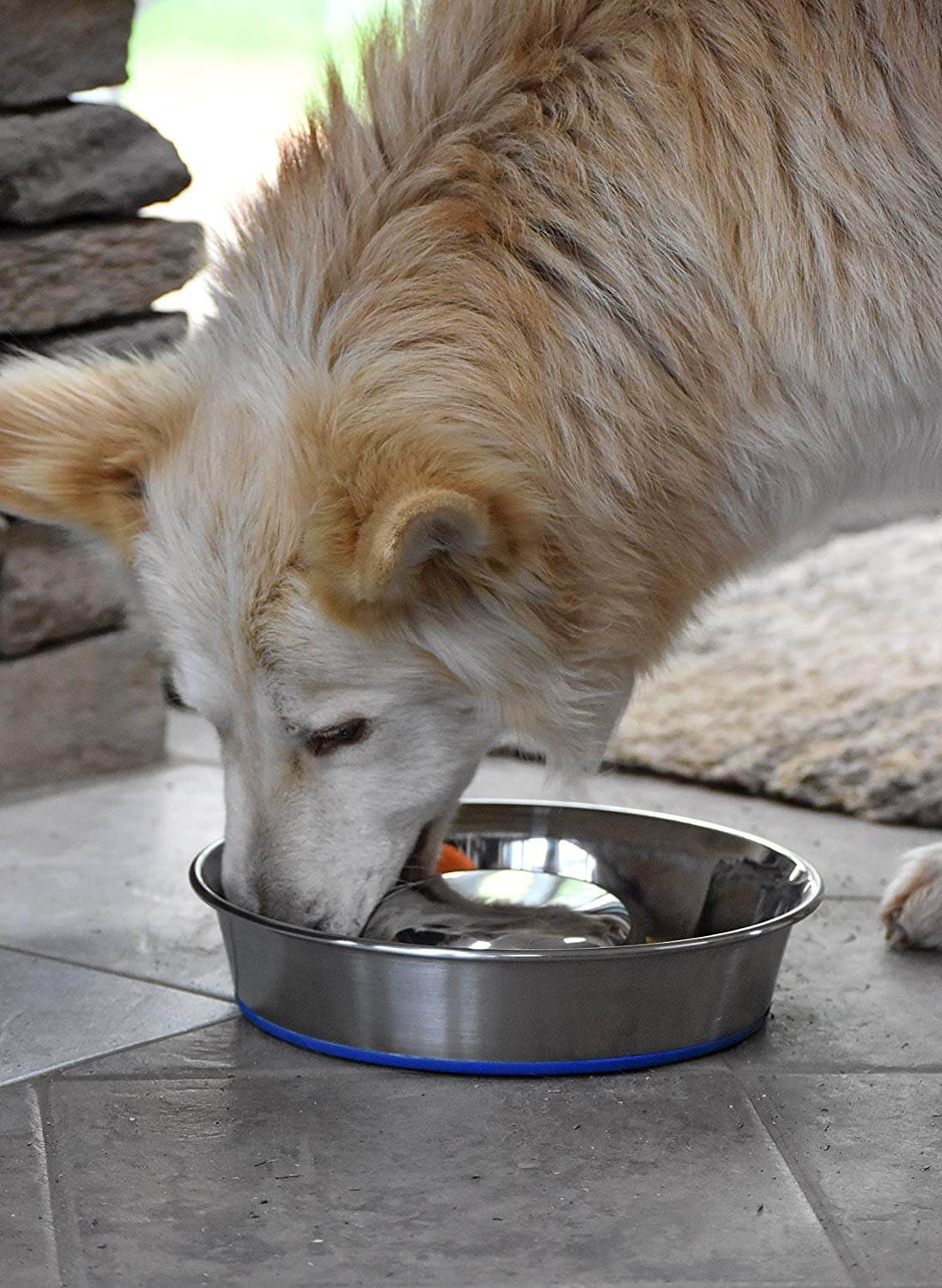 The Best Slow Feed Bowls for Dogs and Cats in 2023 PawGearLab