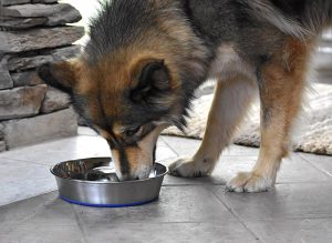 The Best Slow Feed Bowls For Dogs And Cats In 2020 Pawgearlab