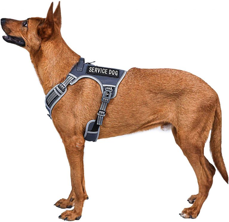 The Best Tactical Dog Harnesses (Reviews) in 2023 PawGearLab