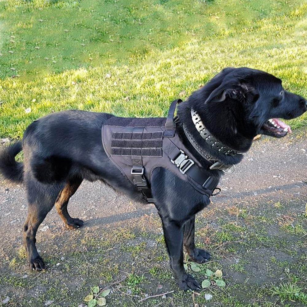 The Best Tactical Dog Harnesses (Reviews) in 2023 PawGearLab