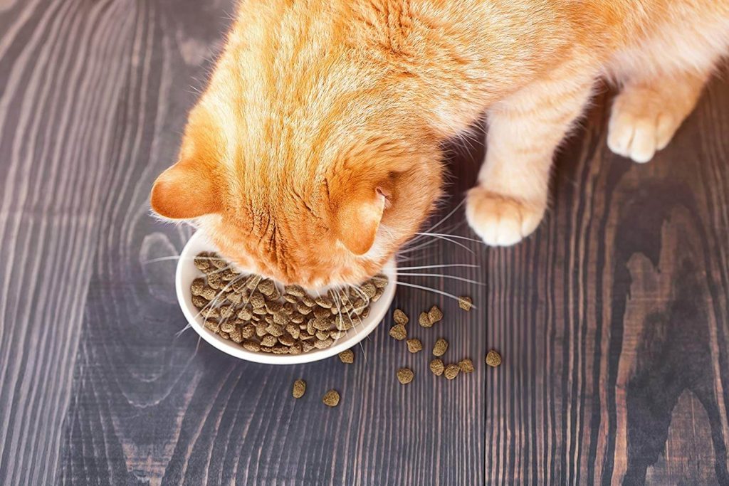Best Diabetic Cat Food PawGearLab