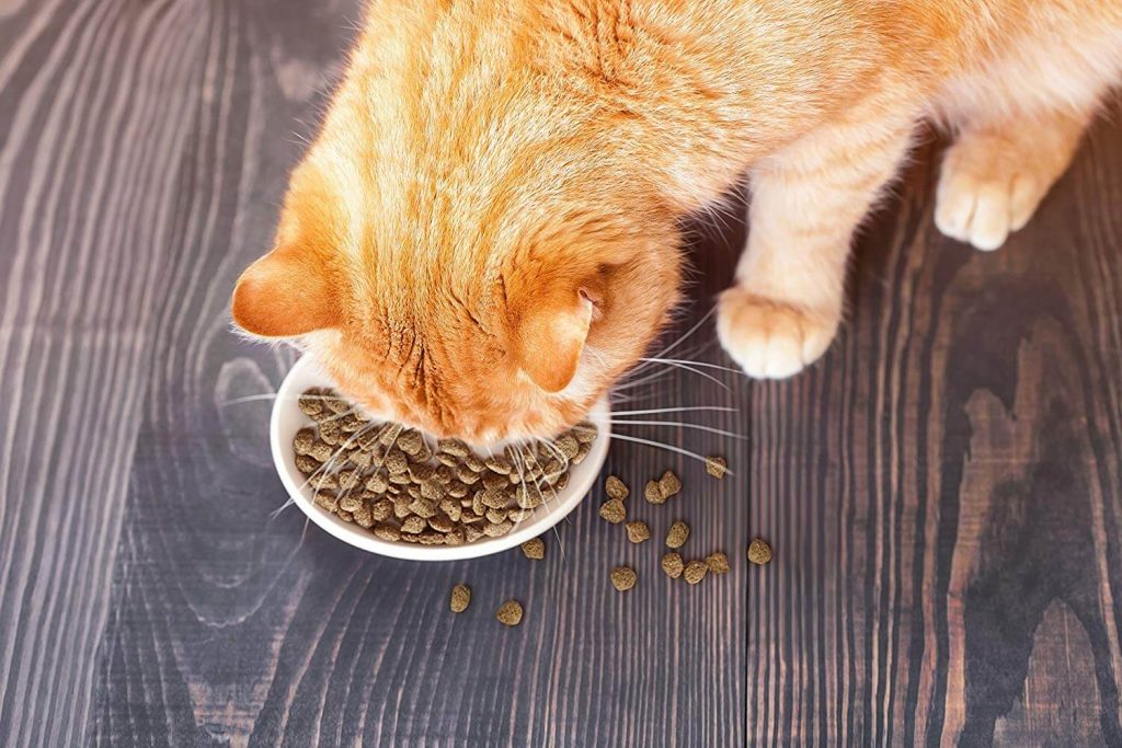 The Best Diabetic Cat Food in 2022 | PawGearLab