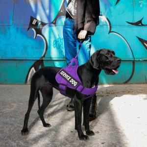 blue service dog vest