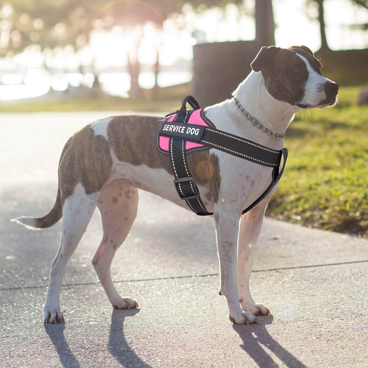 service dog harness