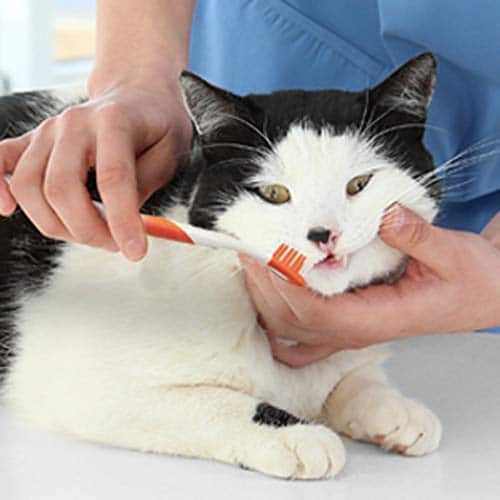 Nylabone Dental Kit Standard Cat 5 1