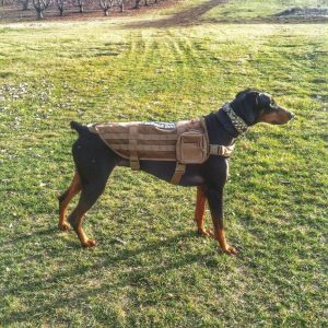 tigris dog vest