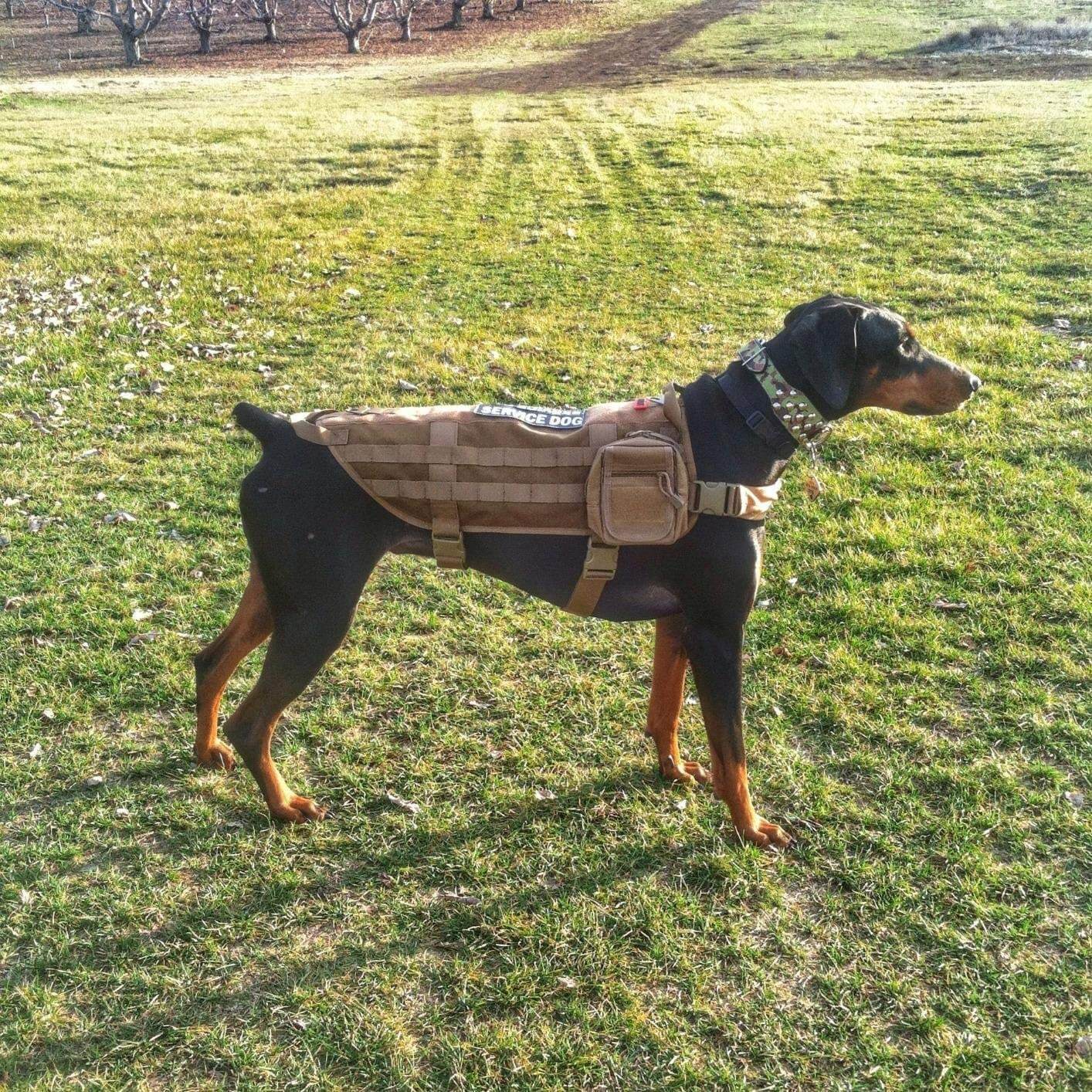 The Best Tactical Dog Harnesses (Reviews) in 2023 PawGearLab