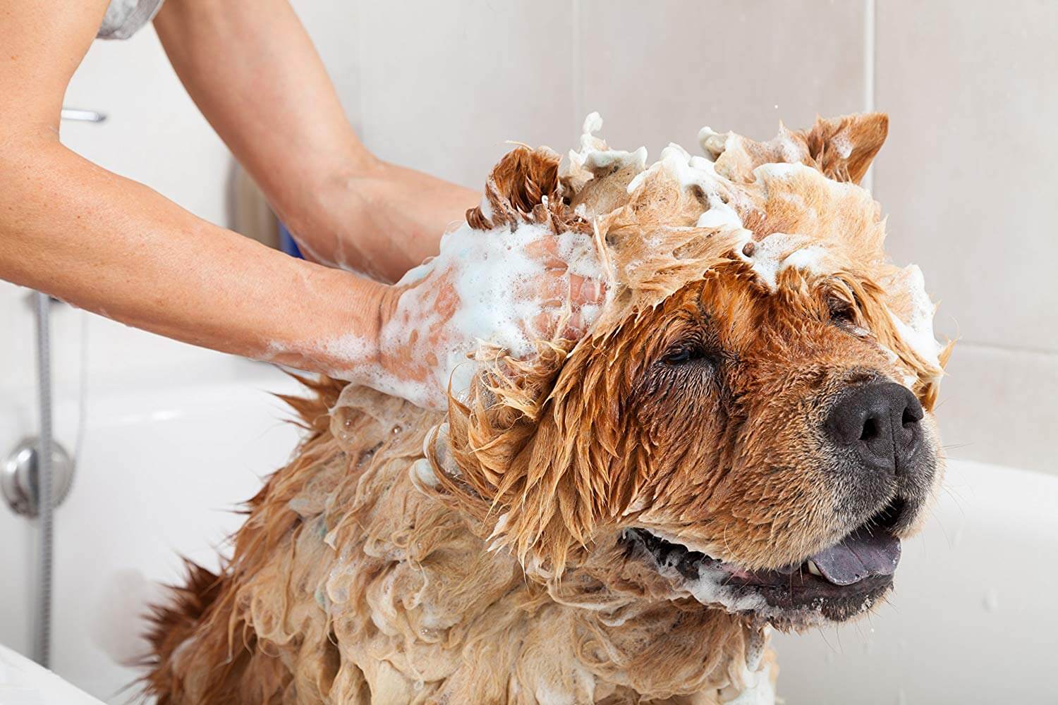 Best Tick Shampoos for Dogs PawGearLab
