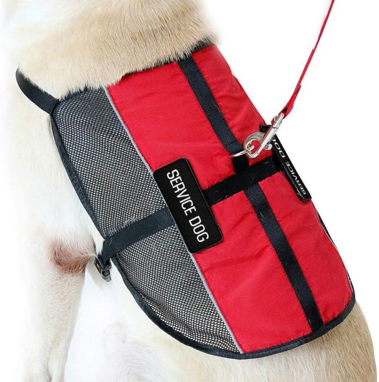 The Best Service Dog Vests in 2023 PawGearLab