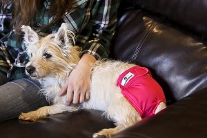 best diapers for female dogs