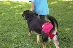 dog diapers for poop