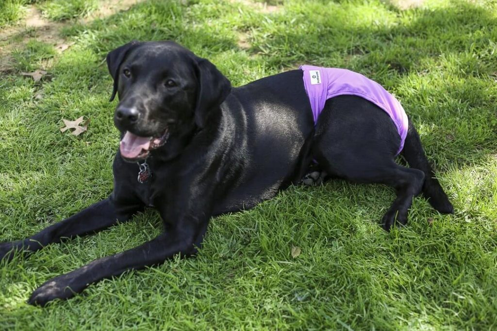 The Best Dog Diapers in 2023 PawGearLab