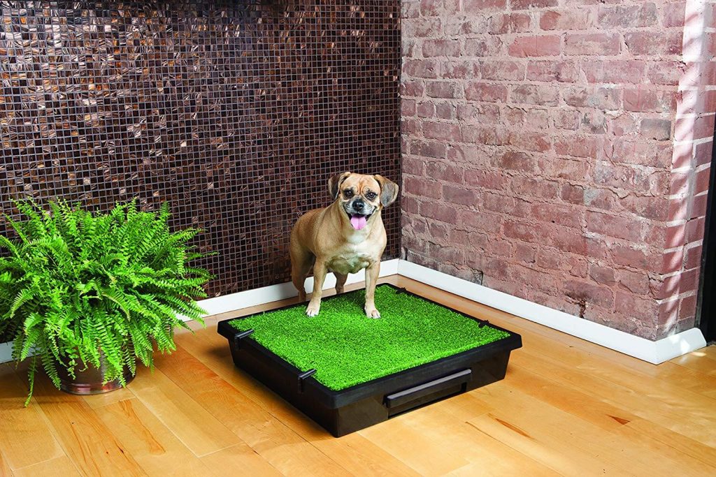 The Best Indoor Dog Potties in 2023 PawGearLab