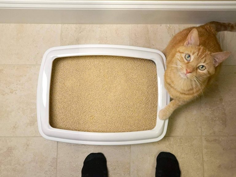 Best Cat Litter for Odor Control in 2023 PawGearLab