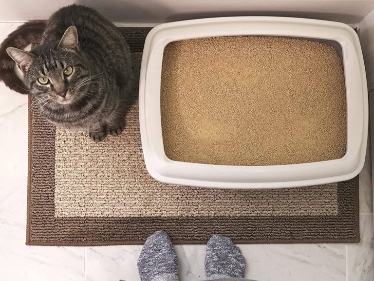 Best Cat Litter for Odor Control in 2021 PawGearLab