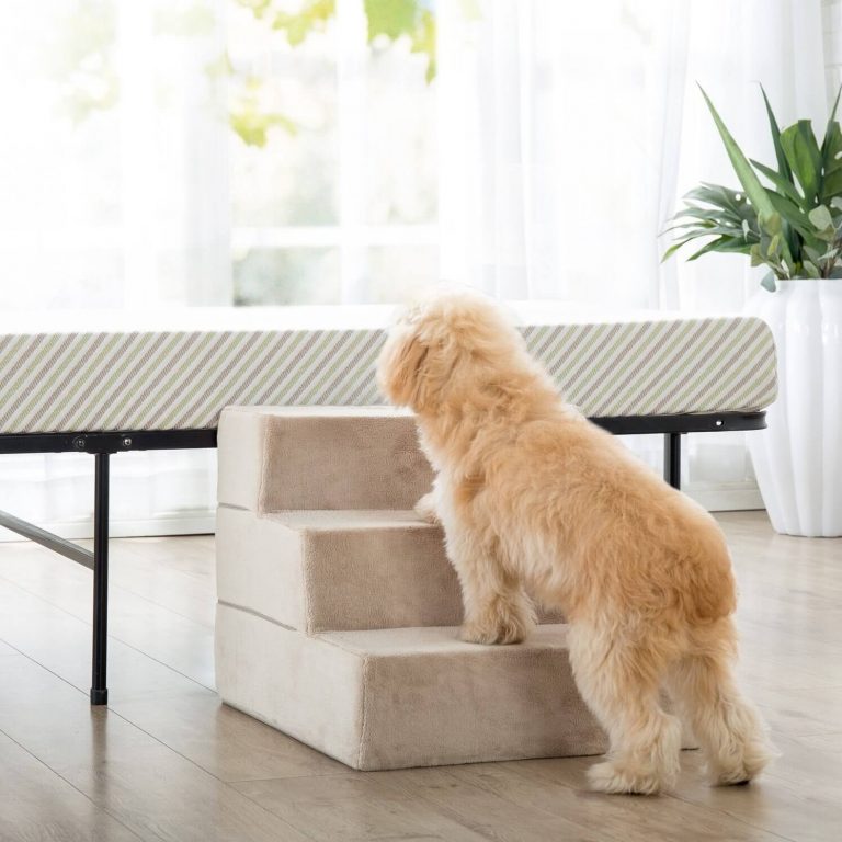 The Best Dog Stairs for Bed in 2023 PawGearLab
