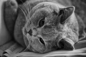 cat in greyscale photo 162064