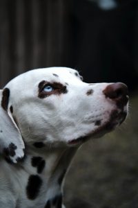 close up photo of dalmatian dog 3117157