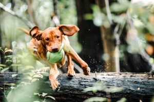 dog with ball in mouth jumping over a fallen tree trunk 3013467 1