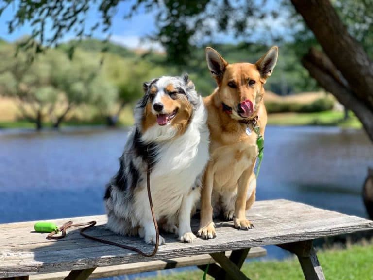 dogs at lake hiking