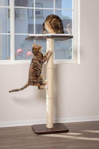 PetFusion Ultimate Cat Window Climbing Perch 7