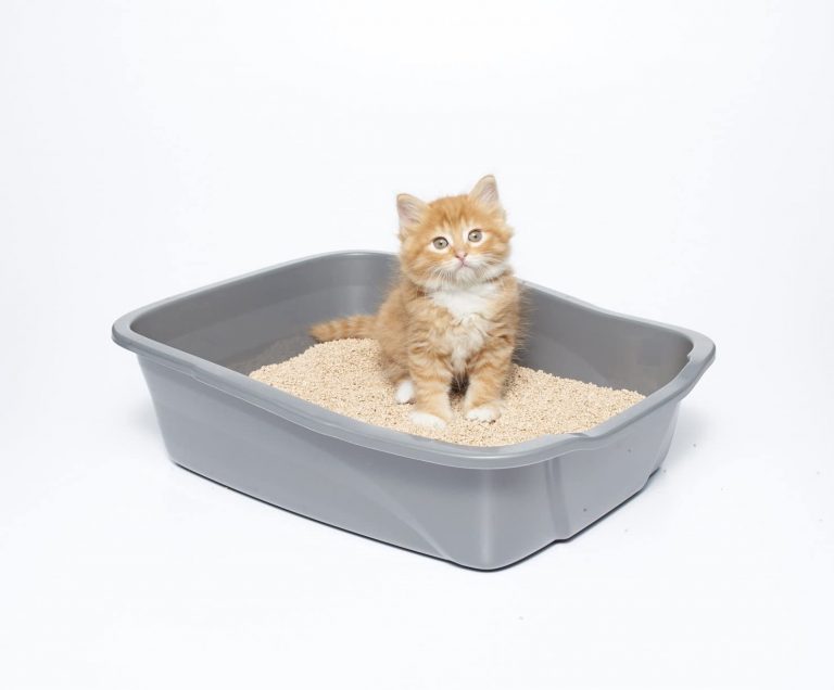The Best Flushable Cat Litter in 2023 PawGearLab