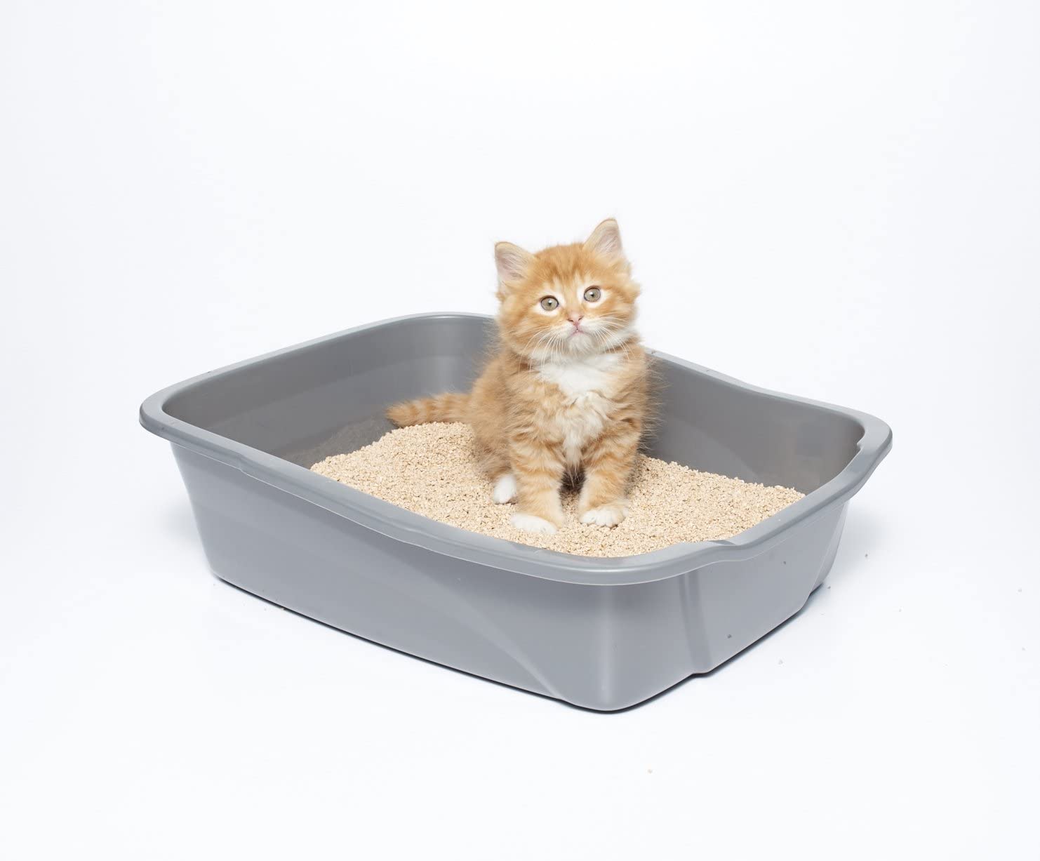 The Best Flushable Cat Litter in 2023 PawGearLab