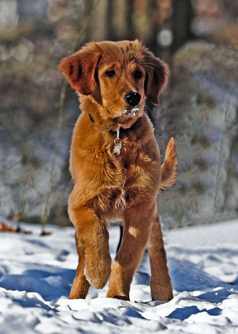 selective photo of dark golden retriever puppy stands on 773971 1