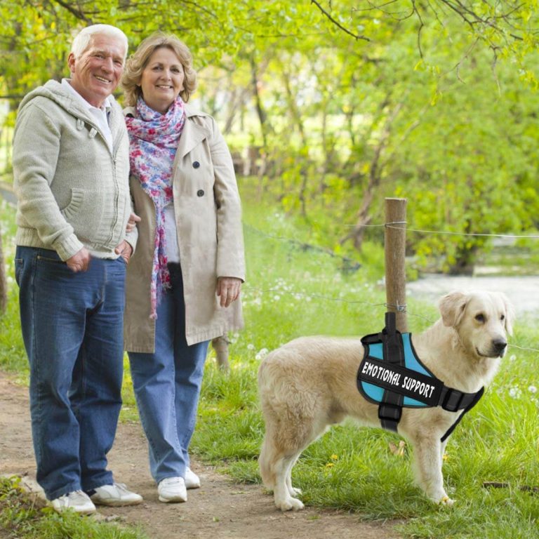 The Best Service Dog Vests in 2023 PawGearLab