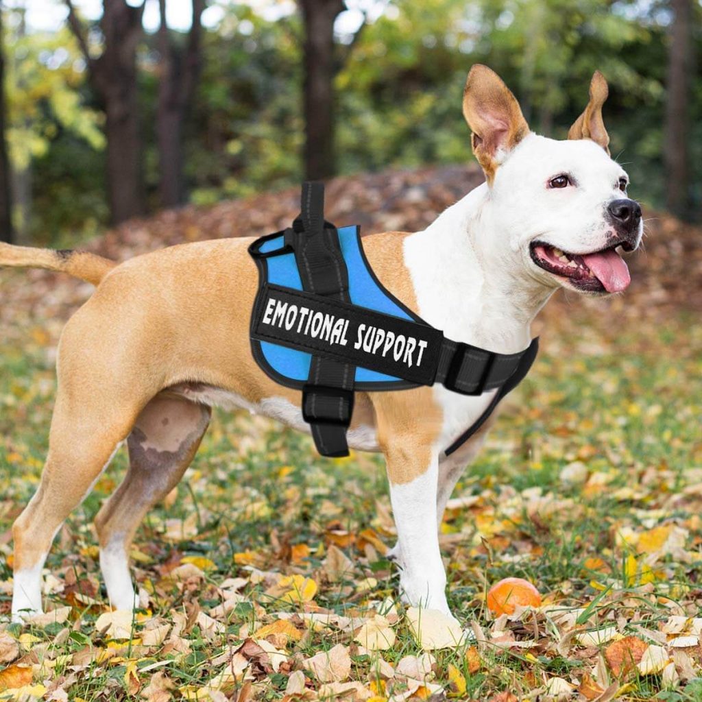 The Best Service Dog Vests in 2023 | PawGearLab
